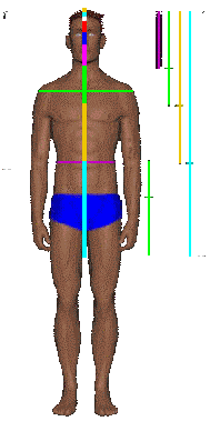 Human body showing the Divine proportion