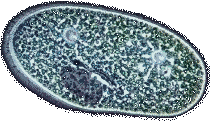 Paramecium