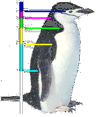 Divine Proportions in a Penguin