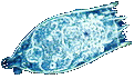 Rotifer