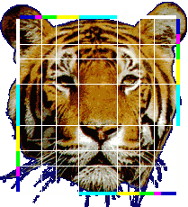 Divine Proportions in a Tiger's Face